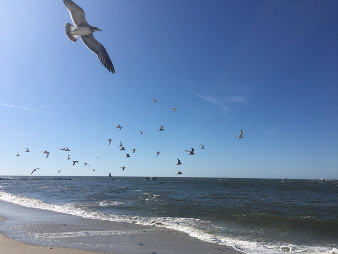 Cape May - Beach Cleanup Success!