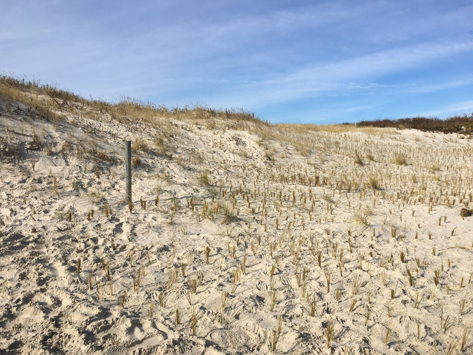 31,000 New Dune Grass Plants Planted