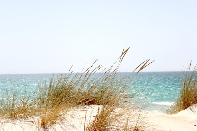 November 23, 2019 - Island Beach State Park, Dune Grass Planting