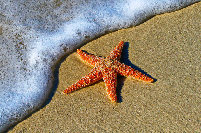 The Starfish Story - Our Inspiration